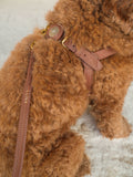 Harnais en cuir brun pour chien