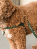 Harnais en cuir vert pour chien
